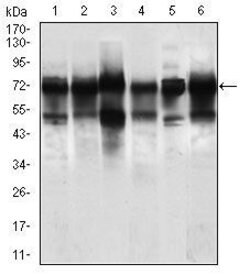 Invitrogen WHSC2 Monoclonal Antibody (6B11H8) 100 &mu;g; Unconjugated:Antibodies,