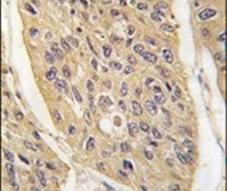 WIF1 Polyclonal Antibody, Invitrogen 400 &mu;L; Unconjugated:Antibodies,