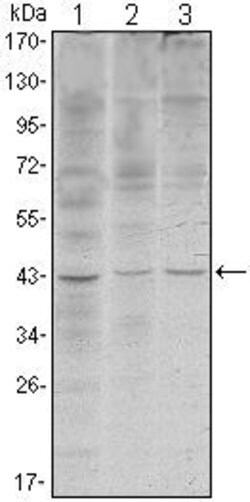 Invitrogen WIF1 Monoclonal Antibody (1G5) 100 &mu;L | Buy Online | Invitrogen&trade; | Fisher Scientific