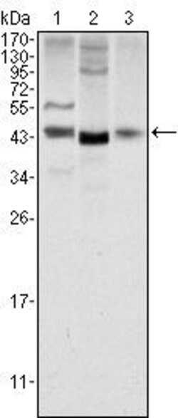 Invitrogen WNT1 Monoclonal Antibody (10C8) 100 &mu;L | Buy Online | Invitrogen&trade; | Fisher Scientific