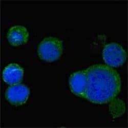 Invitrogen WNT5A Monoclonal Antibody (6F2) 100 &mu;L; Unconjugated:Antibodies,