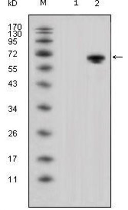 Invitrogen WNT5A Monoclonal Antibody (6F2) 100 &mu;L; Unconjugated:Antibodies,