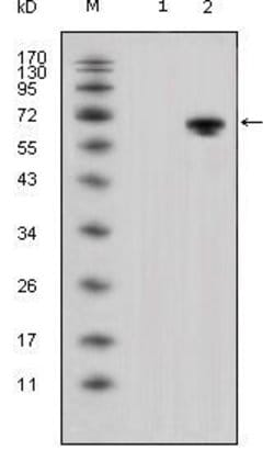 Invitrogen WNT5A Monoclonal Antibody (3D10) 100 &mu;L; Unconjugated:Antibodies,