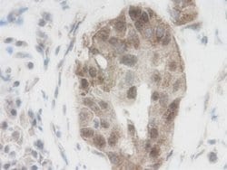Invitrogen WNT1 Polyclonal Antibody 100 &mu;g; Unconjugated:Antibodies,