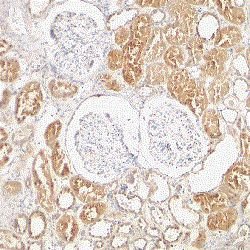 XIAP Polyclonal Antibody 100 &mu;g | Buy Online | Thermo Scientific | Fisher Scientific