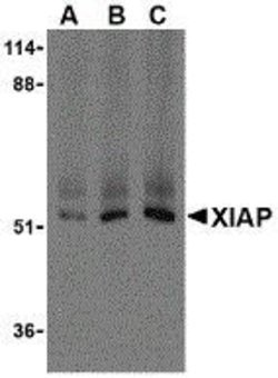 XIAP Polyclonal Antibody 100 &mu;g | Buy Online | Thermo Scientific | Fisher Scientific