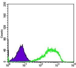 Invitrogen Ku80 Monoclonal Antibody (5C5) 100 &mu;L; Unconjugated:Antibodies,