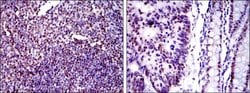 Invitrogen Ku80 Monoclonal Antibody (5C5) 100 &mu;L; Unconjugated:Antibodies,
