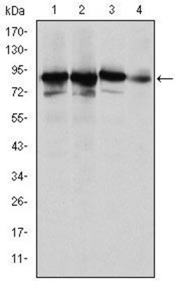 Invitrogen Ku80 Monoclonal Antibody (5C5) 100 &mu;L; Unconjugated:Antibodies,