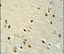 Ku70 Rabbit anti-Human, Polyclonal, Invitrogen 400 &mu;L; Unconjugated:Antibodies,