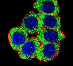 Ku70 Rabbit anti-Human, Polyclonal, Invitrogen 400 &mu;L; Unconjugated:Antibodies,