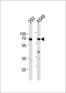 Ku70 Rabbit anti-Human, Polyclonal, Invitrogen 400 &mu;L; Unconjugated:Antibodies,