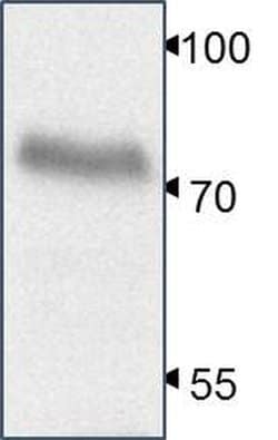 Invitrogen YAP1 Monoclonal Antibody (1A12) 100 &mu;g; Unconjugated:Antibodies,