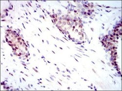 Invitrogen YAP1 Monoclonal Antibody (1A12) 100 &mu;g; Unconjugated:Antibodies,