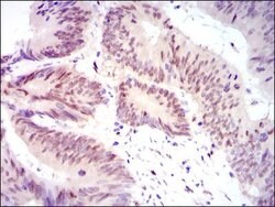 Invitrogen YAP1 Monoclonal Antibody (1A12) 100 &mu;g; Unconjugated:Antibodies,