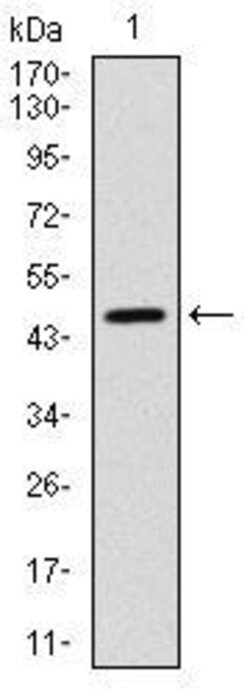 Invitrogen YAP1 Monoclonal Antibody (1A12) 100 &mu;g; Unconjugated:Antibodies,