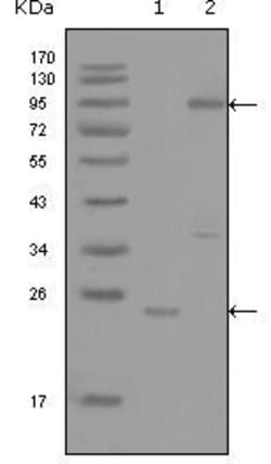 YES1 Monoclonal Antibody (2F3E6), Invitrogen&trade; 100 &mu;L; Unconjugated 