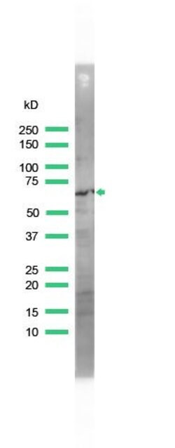 Zap-70 Polyclonal Antibody, Invitrogen 500 &mu;L; Unconjugated:Antibodies,