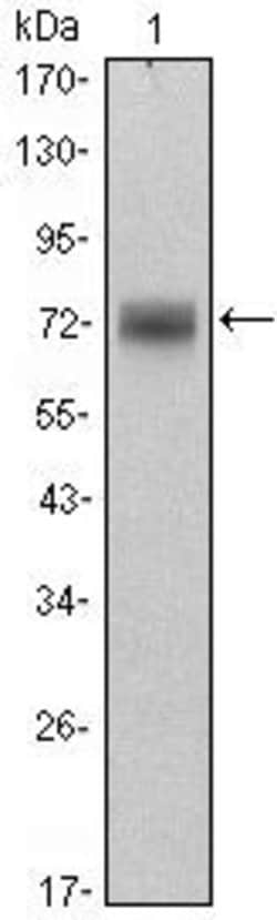 Invitrogen PLZF Monoclonal Antibody (5B3) 100 &mu;L; Unconjugated:Antibodies,