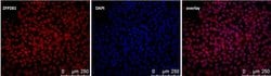 Invitrogen ZNF281 Polyclonal Antibody 100 &mu;g; Unconjugated:Antibodies,
