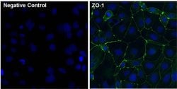 Invitrogen ZO-1 Polyclonal Antibody (ZMD.437) 100 &mu;g; Unconjugated:Antibodies,