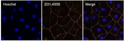 Invitrogen ZO-1 Monoclonal Antibody (ZO1-1A12), Alexa Fluor 555 50 &mu;L;