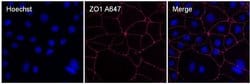 Invitrogen™ ZO-1 Monoclonal Antibody (ZO1-1A12), Alexa Fluor™ 647