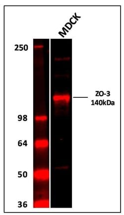 Invitrogen ZO-3 Polyclonal Antibody 100 &mu;g; Unconjugated:Antibodies,