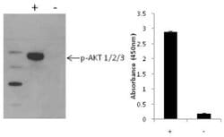 Invitrogen™ Multispecies AKT (Phospho) [pS473] InstantOne™ ELISA Kit