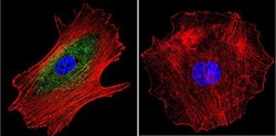 Invitrogen alpha Adaptin Monoclonal Antibody (AP6) 100 &mu;L; Unconjugated:Antibodies,
