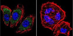 Invitrogen alpha Adaptin Monoclonal Antibody (AP6) 100 &mu;L; Unconjugated:Antibodies,