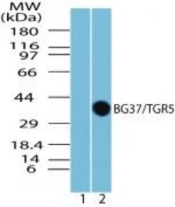 TGR5 Rabbit anti-Human, Mouse, Polyclonal, Invitrogen 100 &mu;L; Unconjugated:Antibodies,