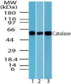 Catalase Rabbit anti-Bovine, Human, Mouse, Rat, Polyclonal, Invitrogen