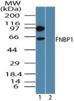 FNBP1 Rabbit anti-Human, Mouse, Rat, Polyclonal, Invitrogen 100 &mu;g;