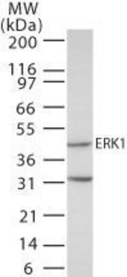 ERK1 Polyclonal Antibody, Invitrogen 100 &mu;g | Buy Online | Thermo Scientific | Fisher Scientific