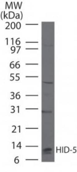 S100A7 Rabbit anti-Human, Non-human primate, Polyclonal, Invitrogen 100