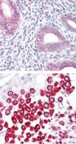 SOX17 Rabbit anti-Human, Marsupial, Mouse, Non-human primate, Rat, Zebrafish,