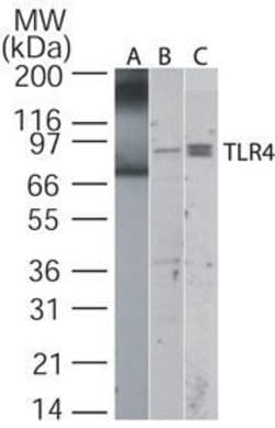 Invitrogen TLR4 Polyclonal Antibody 100 &mu;g; Unconjugated:Anticuerpos