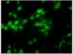 ANP Polyclonal Antibody, Invitrogen™