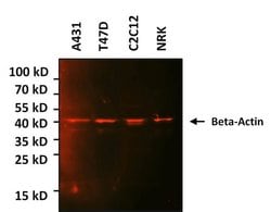 Invitrogen™ beta Actin Monoclonal Antibody (15G5A11/E2), Alexa Fluor™ 647