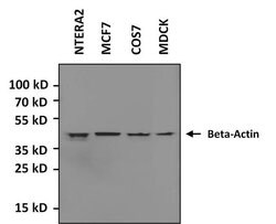 Invitrogen beta Actin Polyclonal Antibody, HRP 50 &mu;L; HRP:Antibodies,