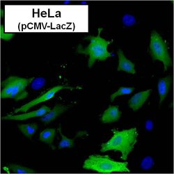 Invitrogen beta Galactosidase Monoclonal Antibody (DC1 4C7) 100 &mu;g;