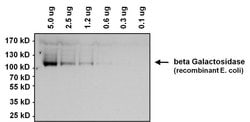 Invitrogen beta Galactosidase Monoclonal Antibody (DC1 4C7) 100 &mu;g;