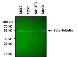 Invitrogen beta Tubulin Loading Control Monoclonal Antibody (BT7R), Alexa
