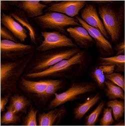 Invitrogen beta Tubulin Loading Control Monoclonal Antibody (BT7R), Alexa