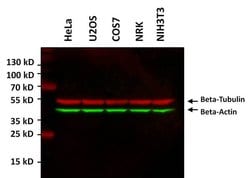 Invitrogen beta Tubulin Loading Control Monoclonal Antibody (BT7R), Alexa