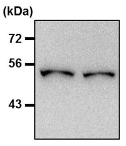 beta Tubulin Loading Control, Biotin, clone: BT7R, Invitrogen 50&mu;L;