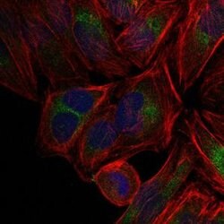 Invitrogen c-Jun Monoclonal Antibody (4H9) 100 &mu;L; Unconjugated:Antibodies,
