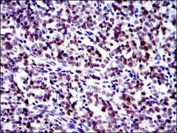 Invitrogen c-Jun Monoclonal Antibody (4H9) 100 &mu;L; Unconjugated:Antibodies,