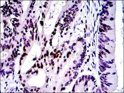 Invitrogen c-Jun Monoclonal Antibody (4H9) 100 &mu;L; Unconjugated:Antibodies,